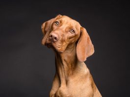 Er du klar til at få hund? Lovkrav, tid og udgifter