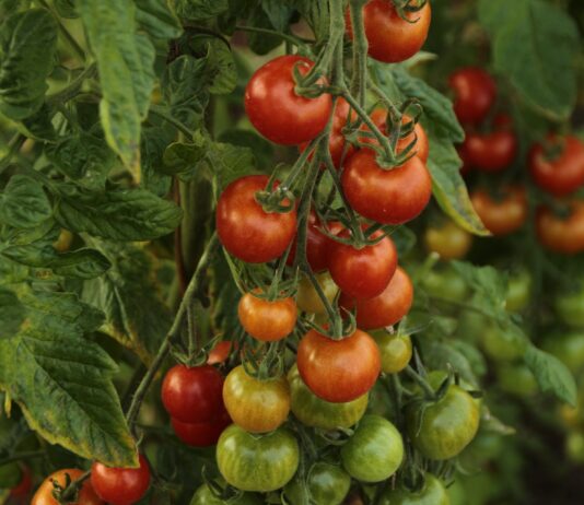 Du kan finde lækker salat på Frederiksberg