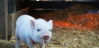 Kortspillet Gris: Enkel guide til regler og strategier